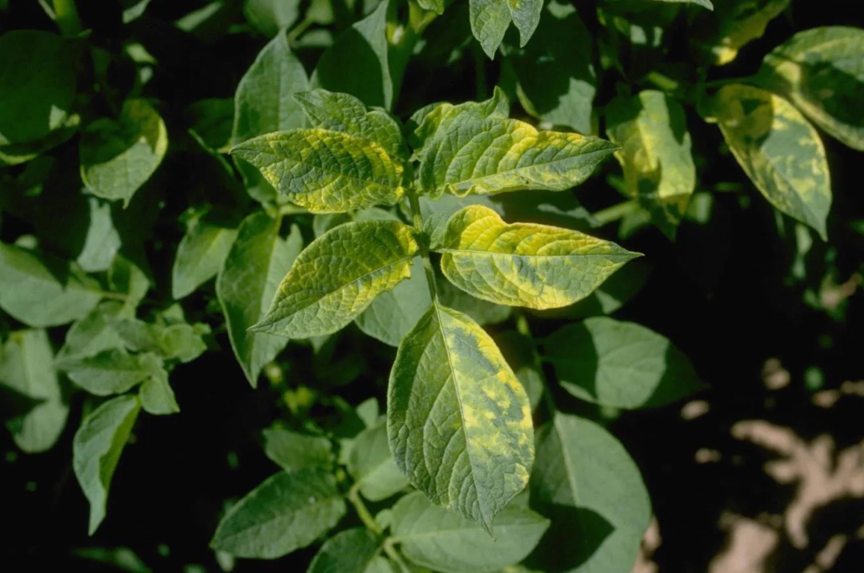 potato virus X, Y, S, M